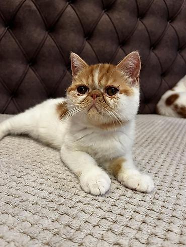Mačke: Na prodaju egzotični kratkodlaki mačići (Exotic Shorthair) — 14