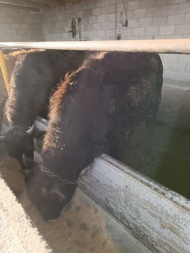 Коровы, быки: Продаю | Бык (самец) | На откорм | Привязанные — 10