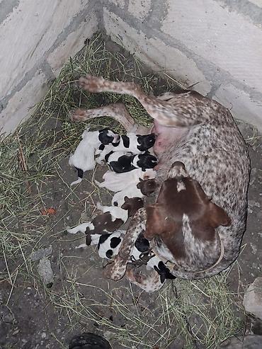 tap az goyercin satisi: Ov küçkleri satılır isdiyen olsa desin — 1