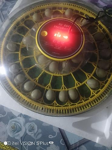 50 yumurta, Tam avtomat