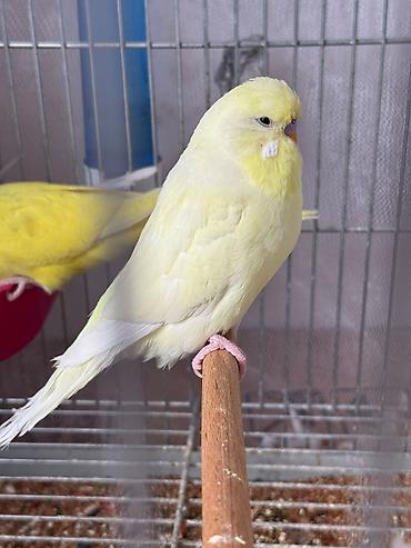cex quşlar: Cex balalar ve 1 sari qizgin cute hazir erkek 2 vistivka — 6