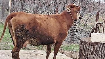 Inəklər, öküzlər: Dişi, Simental, il: 3, 450 kq — 10