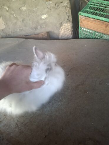 Dovşanlar: Uzun tüklü dekorativ dovşan - Növ: dekorativ, uzun tüklü (aslanbaş — 5