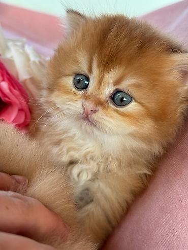 Кошки: Британская — 9