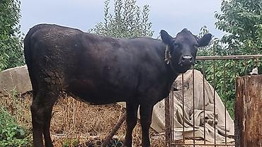 Inəklər, öküzlər: Dişi, Simental, il: 2, 600 kq — 4