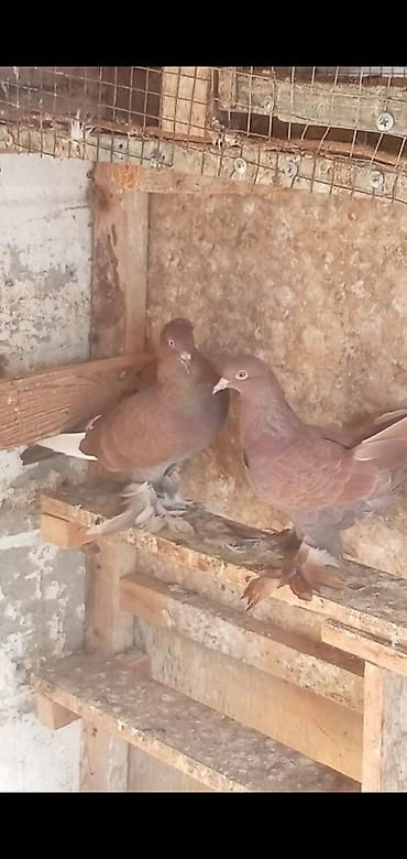 sabuncu quş bazarı: 3dene lələk papisli ikisi erkek biri msyadı 3 de oynaq balasıdı oynaga — 2