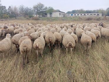 Qoyunlar, qoçlar: Ünvan.Berde.150.Baş.1.2.3.Qarlna.Yetik.Yelin.şişeyiler.Sadlram.Komda.H