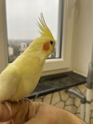 Tutuquşları: Erkək Korella papuqayı satılır Dekabrın 1-i doğulub Boz rəngi və — 12