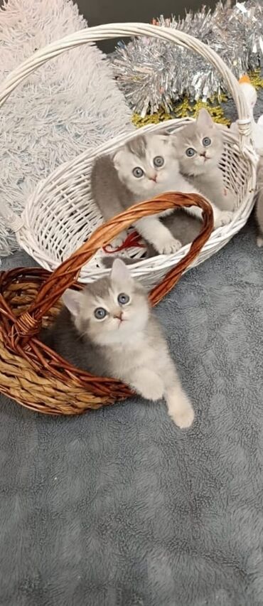 персидский кот: Шотландские котятки!!Мальчики.1.5 месяца.Приучены к лотку.Обработаны