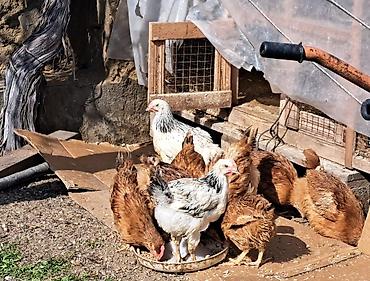 K/t heyvanları və malları: Salam kənd cücələri satıram sağlam heyvanlardır diri çəkisi 850+ — 1