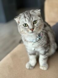 İtlər: Şinşilla, Erkək, Yaxşı əllərə, Ödənişli çatdırılma