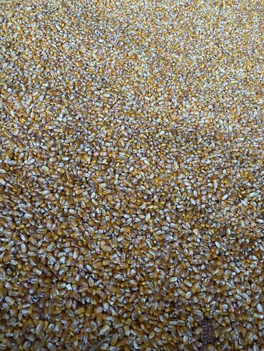 пущенная кукуруза: Кукуруза кристаллик есть 50-60 тонн