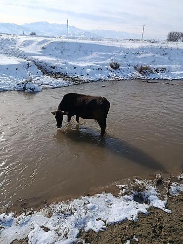 Коровы, быки: Продаю | Корова (самка) | Для молока — 8