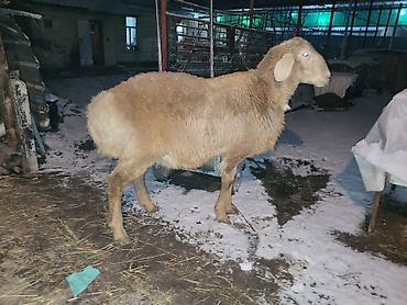 Баран, овца: Продаю | Баран (самец) | Арашан | Для разведения | Осеменитель — 1