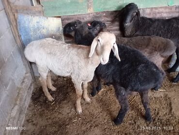 корм для коров цена: Продаю | Баран (самец) | На забой