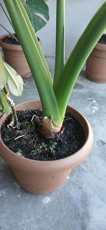 bitki guli: Filodendron “Plowmanii” (aroid) – böyük yarpaqlı dekorativ otaq — 3