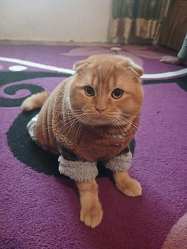 Pişiklər: Şotland — 10