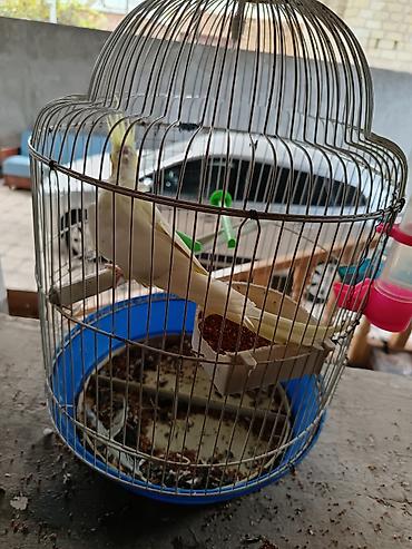 Nimfa tutuquşusu (cockatiel) – albinos/işıq rəngli lutinio forması -