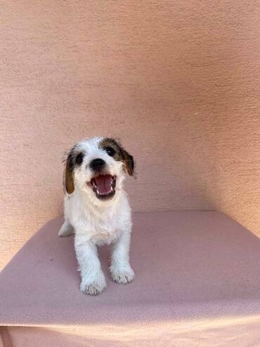 Psi: Jack Russell terijer štenci Na prodaju 4 ženkice Jack Russell — 7