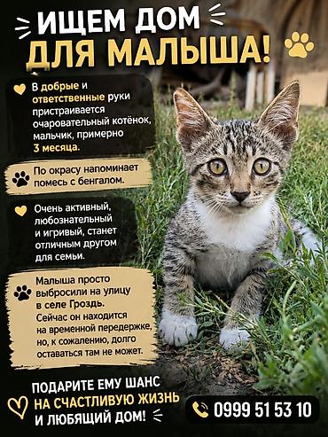хорёк купить: Кошка даром: Бенгальская, 3 месяца, Мальчик, Метис — 1