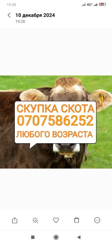 баран на продажу: Куплю | Коровы, быки, Лошади, кони | Забитый, Любое состояние, Самовывоз