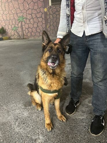 İtlər: Alman çoban iti, 2 il, Dişi, Peyvəndli, Pulsuz çatdırılma — 3