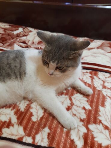 русская голубая длинношерстная кошка: Отдадим кошечку 7 месяцев людям,любящих животных, кошечка наша