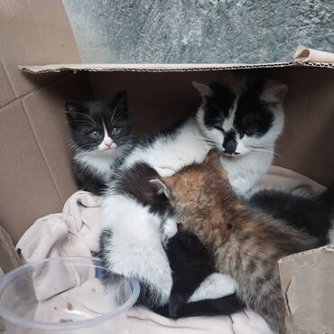 сиямский кот: По просьбе ⬇️⬇️⬇️ Вчера выбросили кошечку с тремя котятами