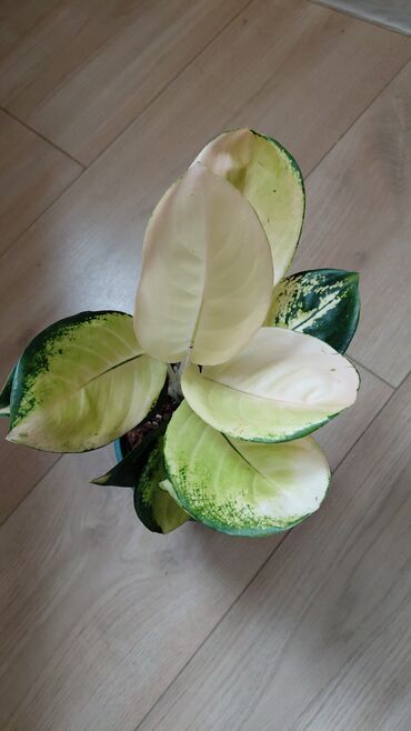 Декоративные цветы: Комнатные цветы — 9