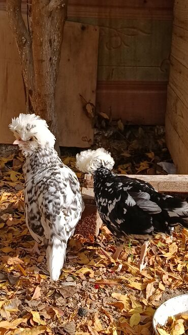 Toyuqlar: Toyuq, Yumurtalıq — 5