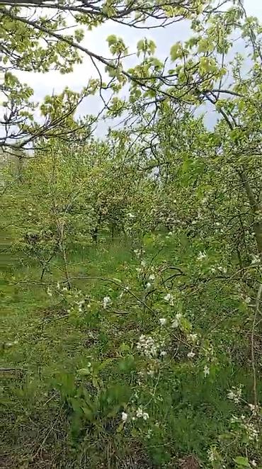 şəmkir torpaq satılır: 14 sot, Tikinti, Mülkiyyətçi, Bələdiyyə — 3