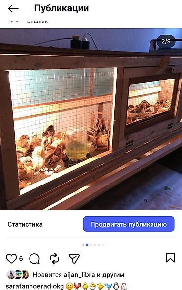 Товары и оборудование для с/х животных: Брудер/клетка для выращивания цыплят и другой птицы Внимание!!! Прошу — 2