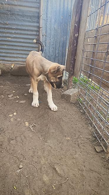 pomeranian satilir: 72 günlük volkadav balaları ata anası iri itlerdi atası 88 xolka temiz — 5