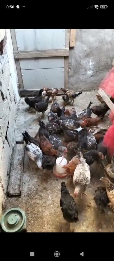 quş yuvası: Salam cücələr satılır qiymət 6.50 say 50 hamısın alana endirim olacaq
