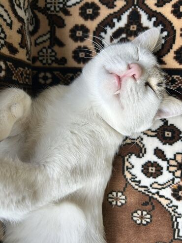 Ev şəraitində saxlanılmaq üçün idealdır. Bu pişik oyunlar oynamağı və