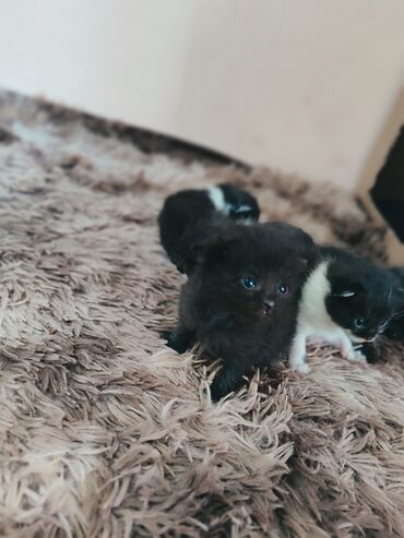 Продажа кошек: Скотиш Фолд (Шотландская вислоухая), 1 месяц, Мальчик, Черный, С прививками