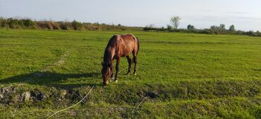 atların satışı: Ünvandan götürmə