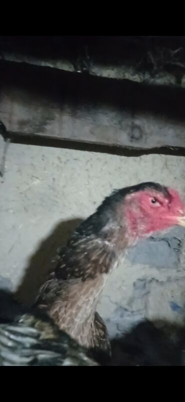 животные в зоомагазине: Продаю курицу Шамо вес 4.600кг тулячка