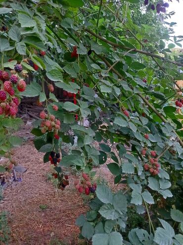 Продажа домов: Дом, 81 м², 4 комнаты, Собственник, Старый ремонт — 5