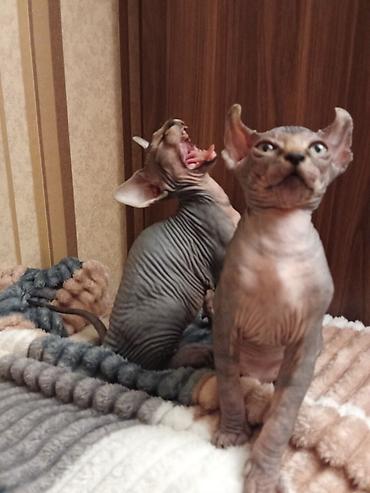 Pişiklər: Sfinks, Erkək, Dişi — 7