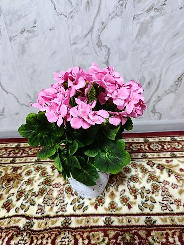 Декоративные цветы: Горшечные примулы (Primula) — декоративные комнатные растения с — 11