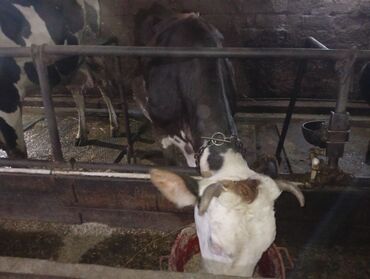 Inəklər, öküzlər: Salam gördüyünüz ineyler satılır boğaz balı super heyvanlardi — 17