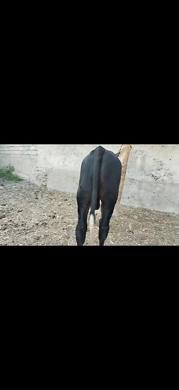 Dana, buzov: Erkək dana - Rəng: qara-ağ (ağ alın və ağız, ayaqlarda ağ corablı -da lalafo.az — 4 Dana, buzov: Erkək dana - Rəng: qara-ağ (ağ alın və ağız, ayaqlarda ağ corablı — 4