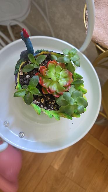 Антуриумы: Антуриум Андре (Anthurium andreanum) - Эффектный комнатный ароид с — 40