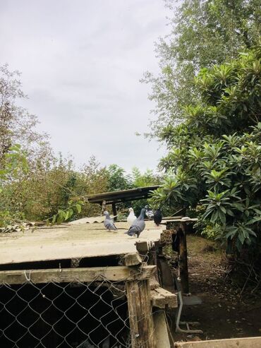 Göyərçinlər: Müxtəlif rənglərə və naxışlara malik ev göyərçinləri mövcuddur. Onlar — 3