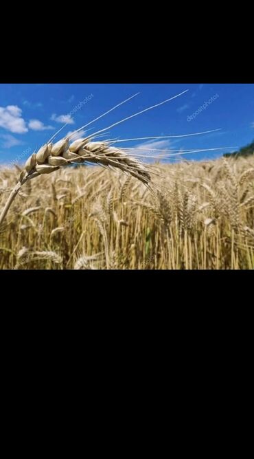 рушенная кукуруза: Куплю пшеницу,ячмень,кукурузу,сафлор