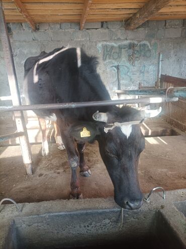 коровы животные: Продаю | Корова (самка) | Для молока | Стельные