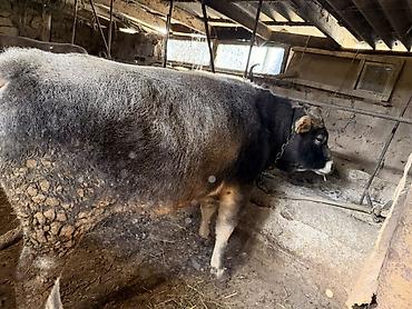 кара продажа: Продаю | Бык (самец) | На откорм | Привязанные — 3