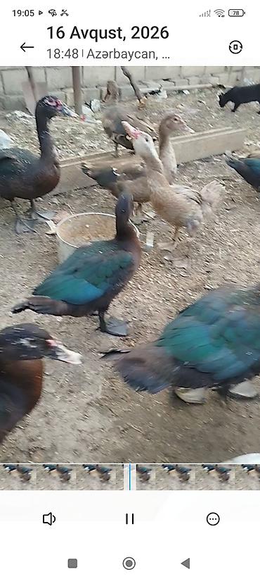 qara avstraloq: Dişi -3 ay 20 günlükdür zümrüd lal ördeklərdir son qiyməti-25 AZN — 5