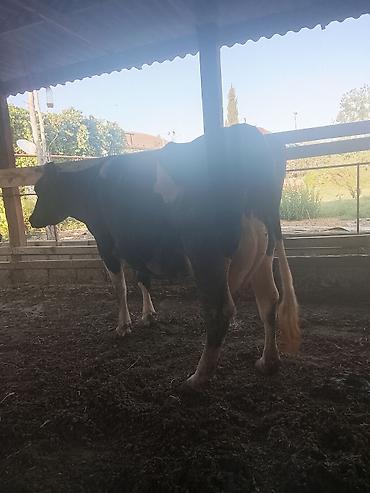heyvan ve insan seksi: Dişi, Holsteyn, il: 5, Südlük — 2